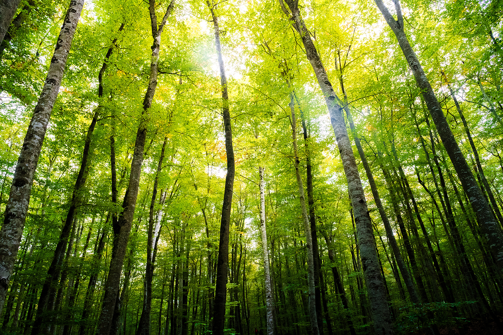 Verantwortung Umwelt Bäume